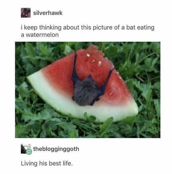 silverhawk i keep thinking about this picture of a bat eating a watermelon theblogginggoth Living his best life.