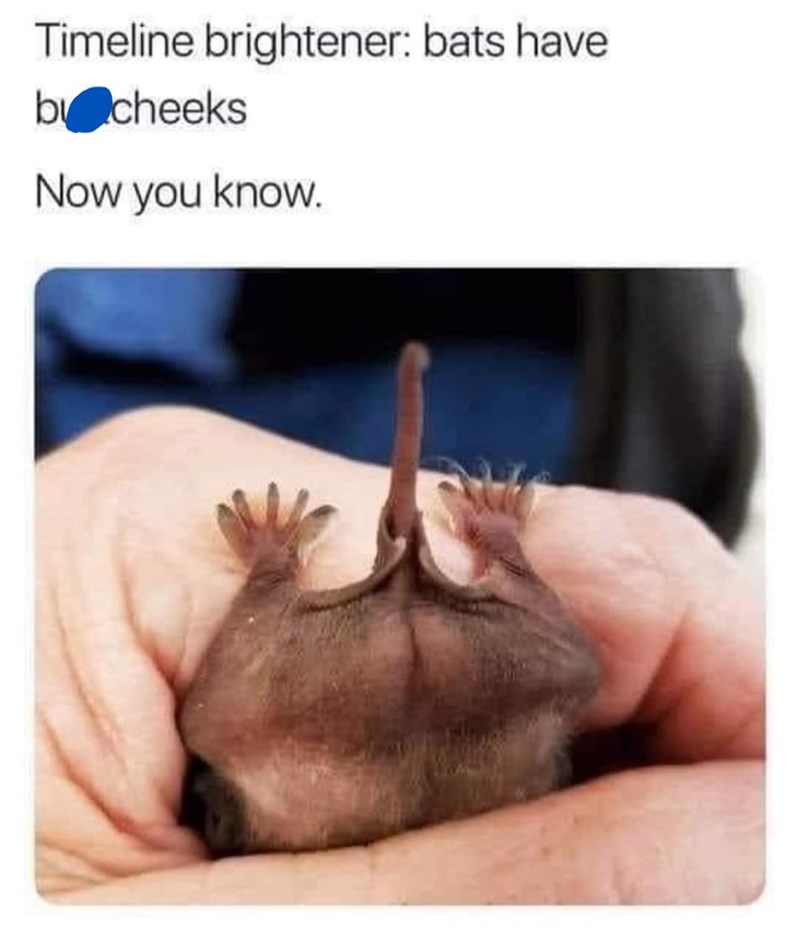 Timeline brightener: bats have by cheeks Now you know.