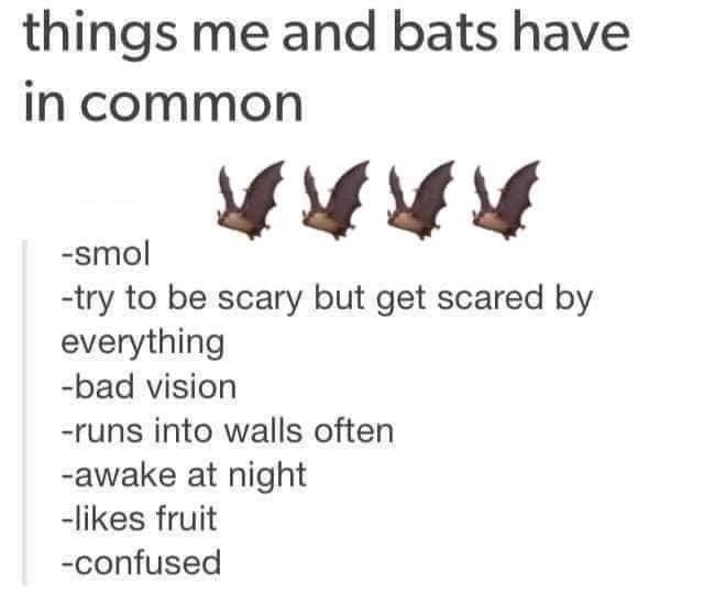 things me and bats have in common -smol VVVV -try to be scary but get scared by everything -bad vision -runs into walls often -awake at night -likes fruit -confused