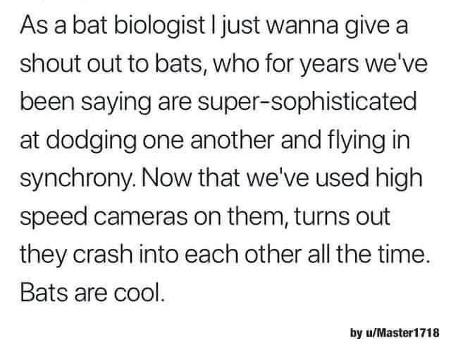 As a bat biologist I just wanna give a shout out to bats, who for years we've been saying are super-sophisticated at dodging one another and flying in synchrony. Now that we've used high speed cameras on them, turns out they crash into each other all the time. Bats are cool. by u/Master1718