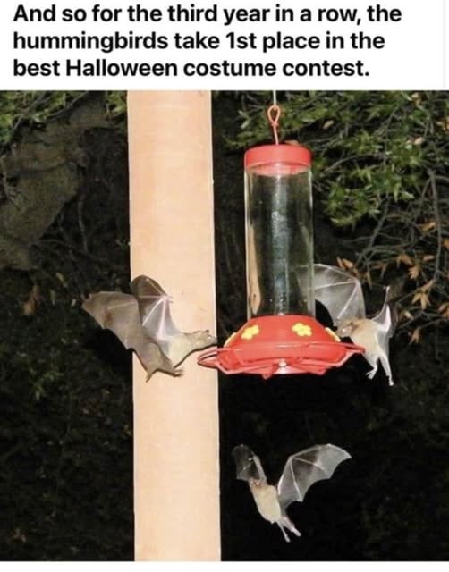 And so for the third year in a row, the hummingbirds take 1st place in the best Halloween costume contest.