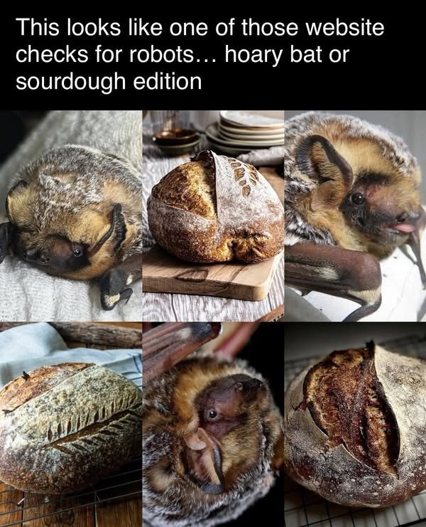 This looks like one of those website checks for robots... hoary bat or sourdough edition