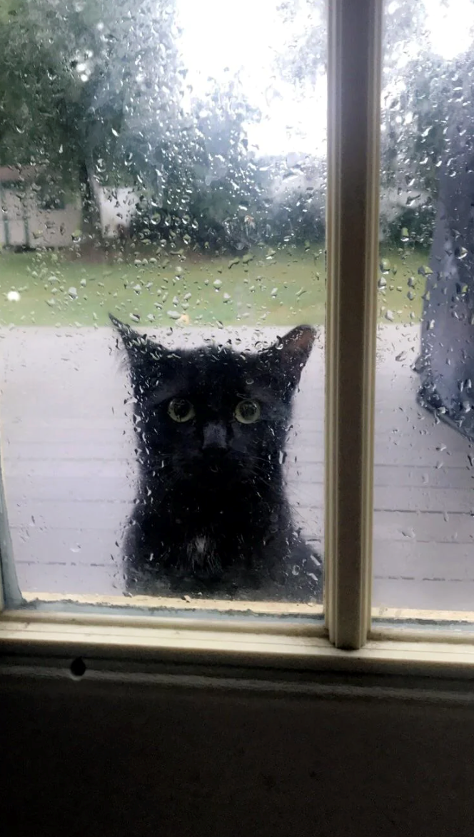 Cheezburger Image 10621526528