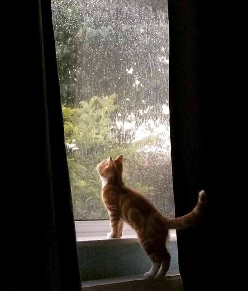 Cheezburger Image 10621526784