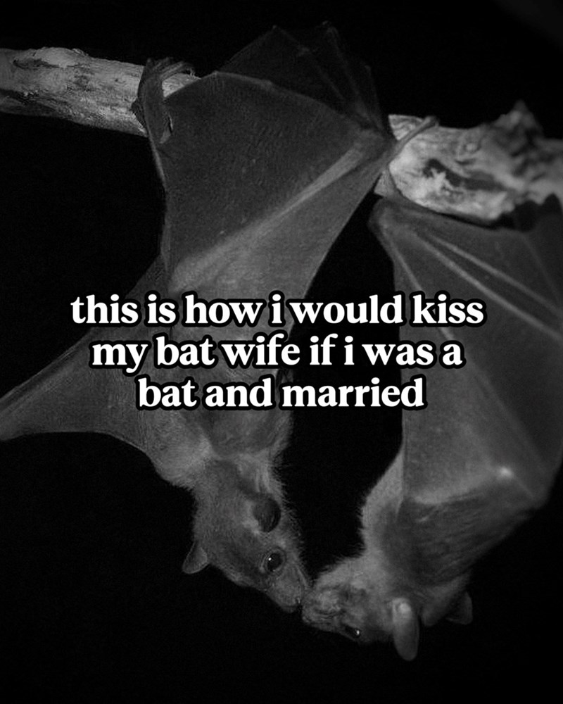 this is how i would kiss my bat wife if i was a bat and married