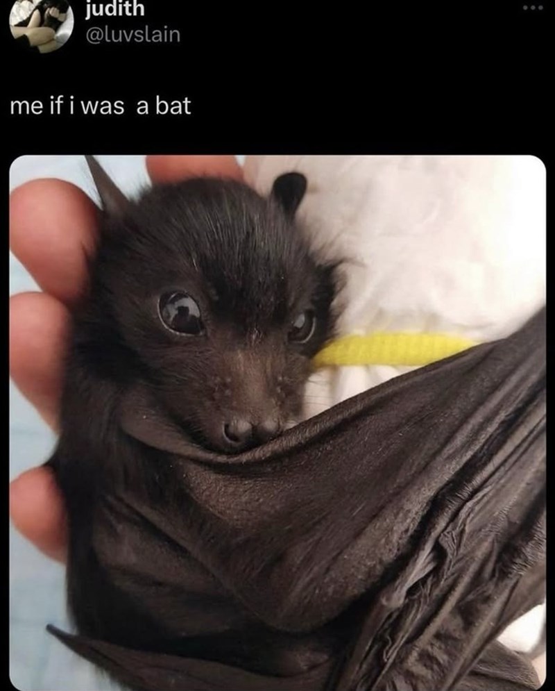 judith @luvslain me if i was a bat