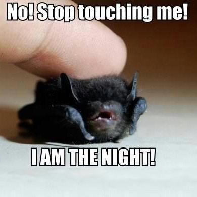 No! Stop touching me! I AM THE NIGHT!