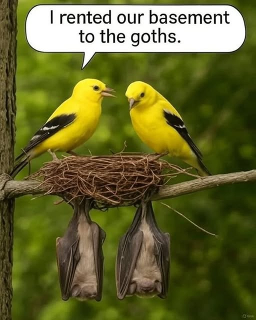 I rented our basement to the goths.