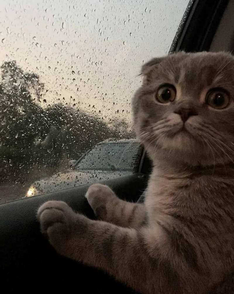 Cheezburger Image 10621531136