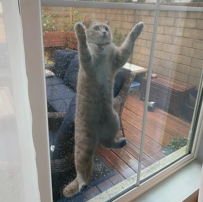 Cheezburger Image 10621531904