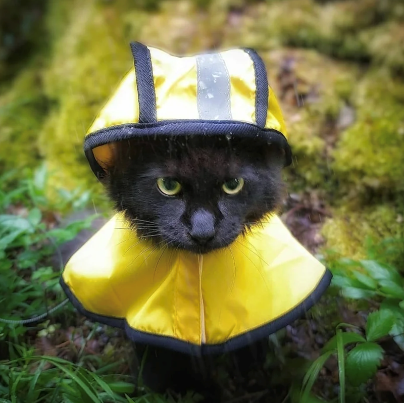 Cheezburger Image 10621533184