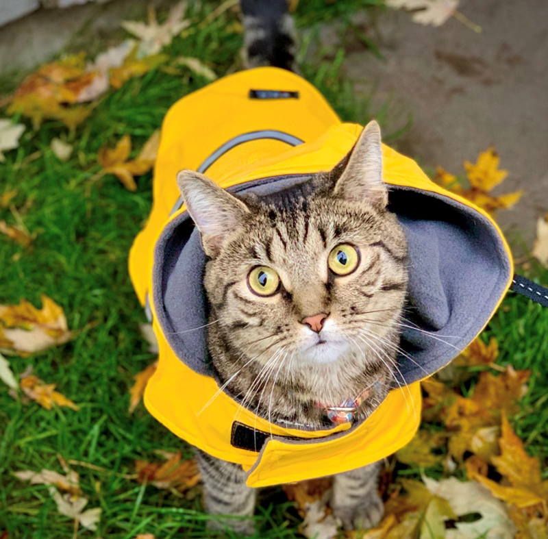 Cheezburger Image 10621533696