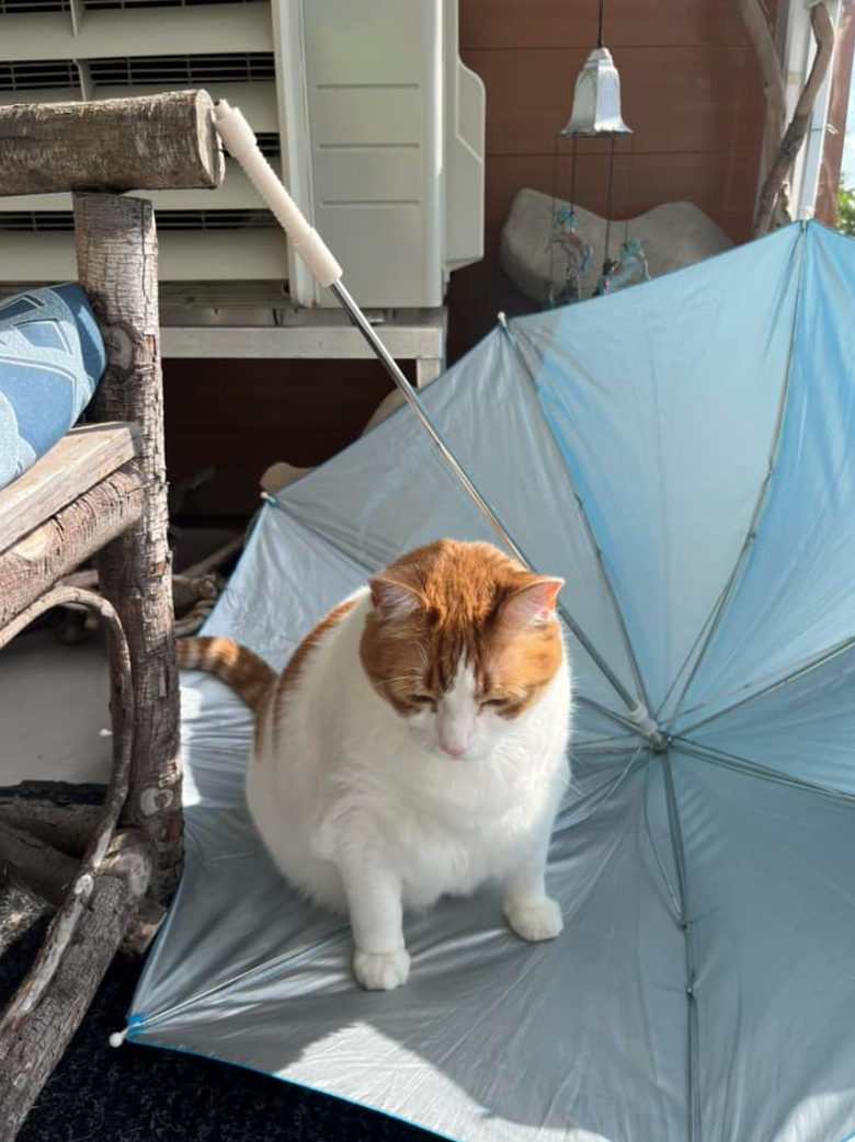 Cheezburger Image 10621534208