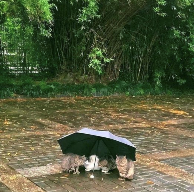 Cheezburger Image 10621534464