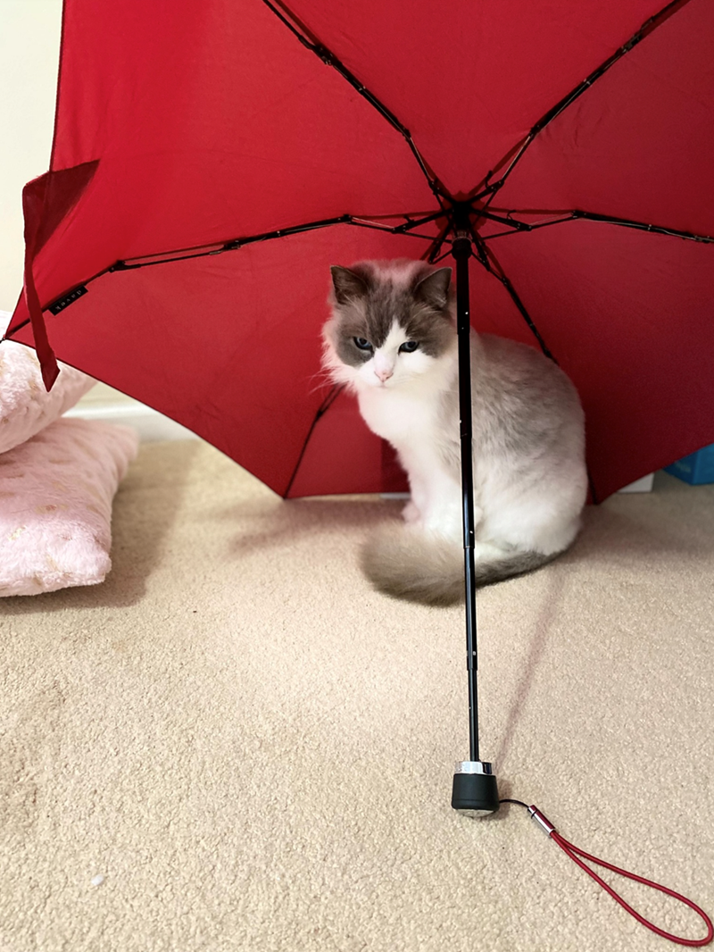 Cheezburger Image 10621534720