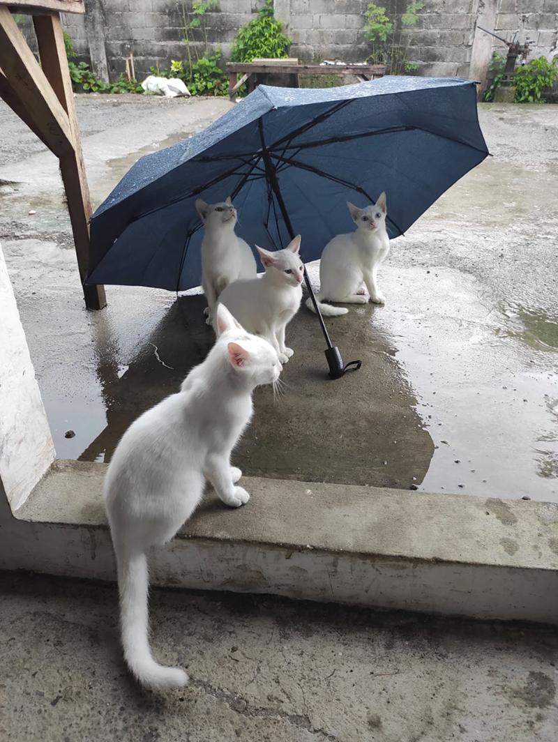 Cheezburger Image 10621535232