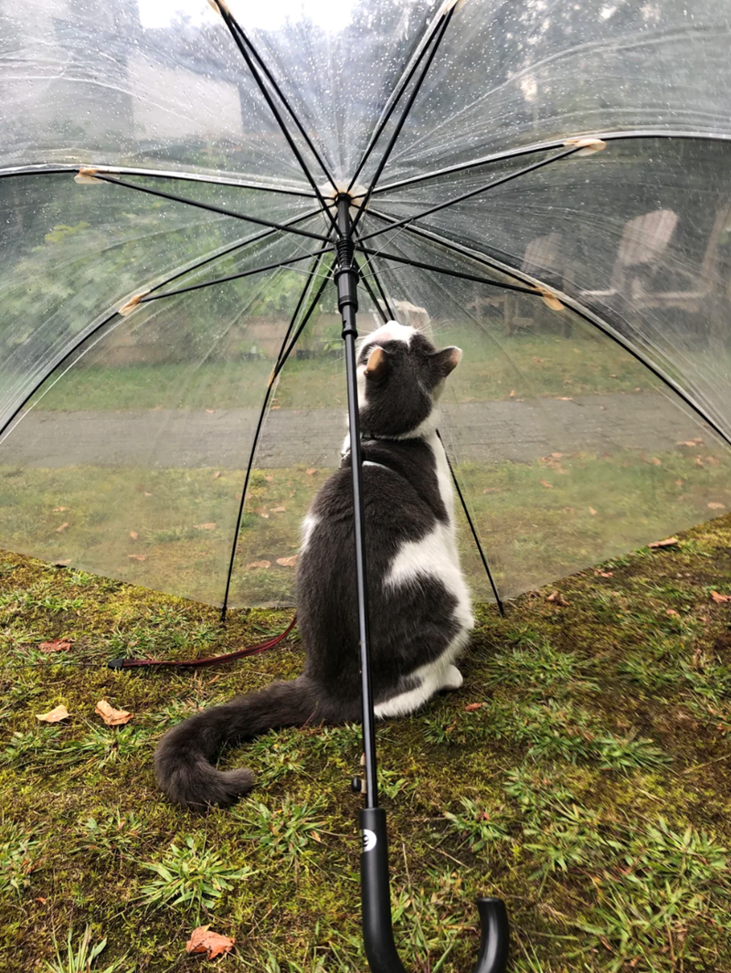 Cheezburger Image 10621535488