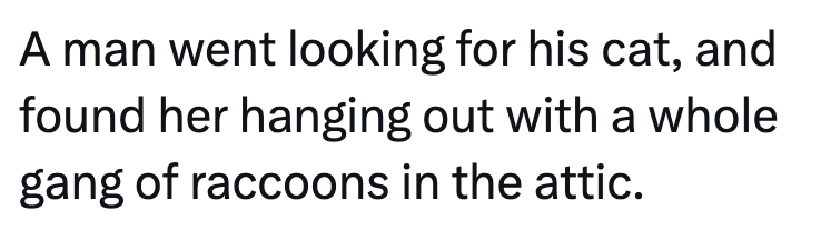 A man went looking for his cat, and found her hanging out with a whole gang of raccoons in the attic.
