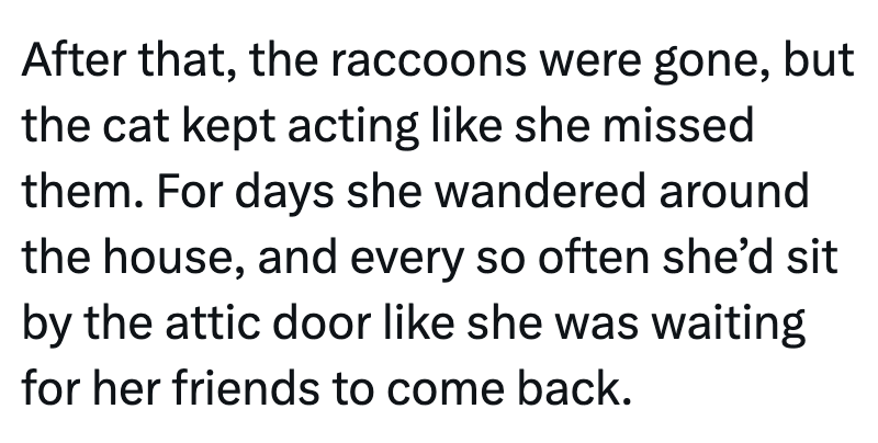 After that, the raccoons were gone, but the cat kept acting like she missed them. For days she wandered around the house, and every so often she'd sit by the attic door like she was waiting for her friends to come back.