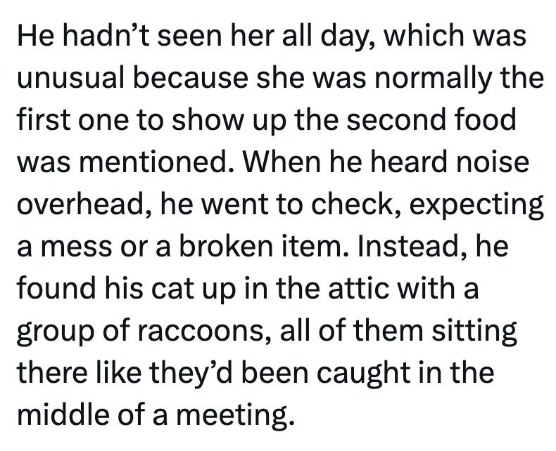 He hadn't seen her all day, which was unusual because she was normally the first one to show up the second food was mentioned. When he heard noise overhead, he went to check, expecting a mess or a broken item. Instead, he found his cat up in the attic with a group of raccoons, all of them sitting there like they'd been caught in the middle of a meeting.