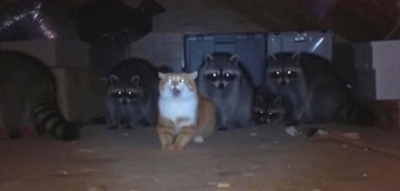 Cheezburger Image 10621545984