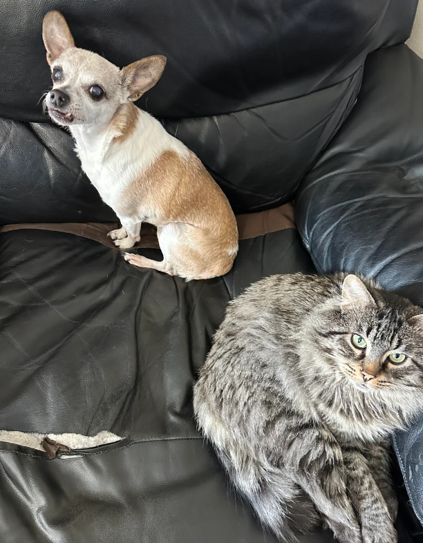 Cheezburger Image 10621550592