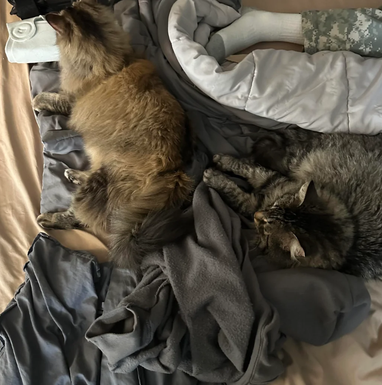 Cheezburger Image 10621551616