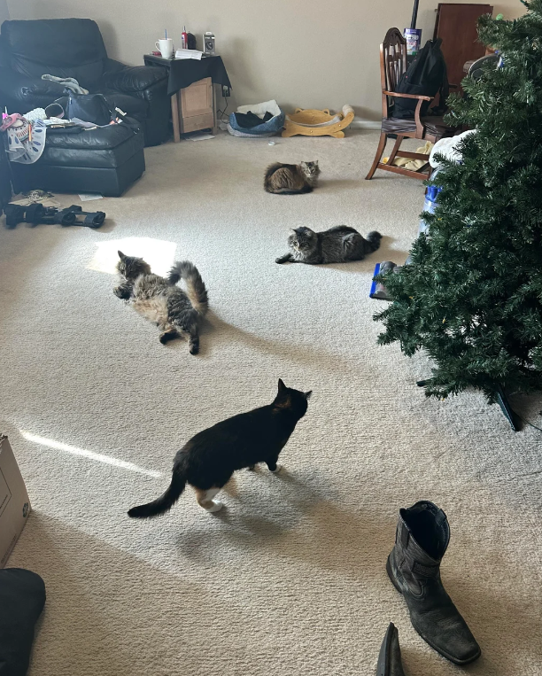 Cheezburger Image 10621551872