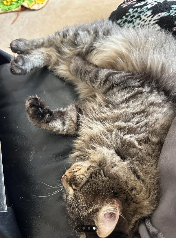 Cheezburger Image 10621552128