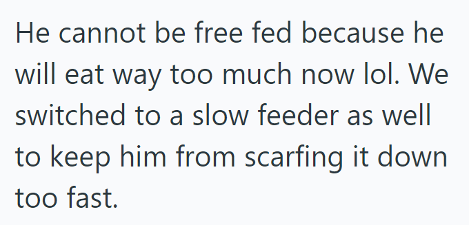 He cannot be free fed because he will eat way too much now lol. We switched to a slow feeder as well to keep him from scarfing it down too fast.