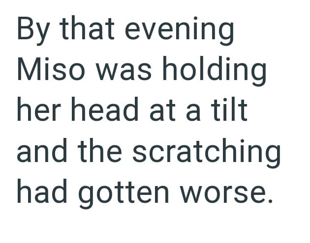 By that evening Miso was holding her head at a tilt and the scratching had gotten worse.