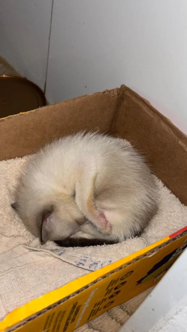 Cheezburger Image 10621562112