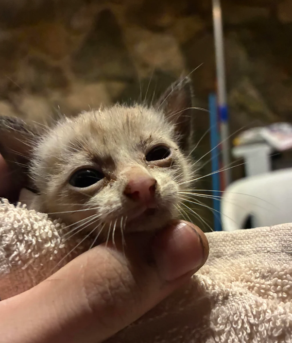 Cheezburger Image 10621562624