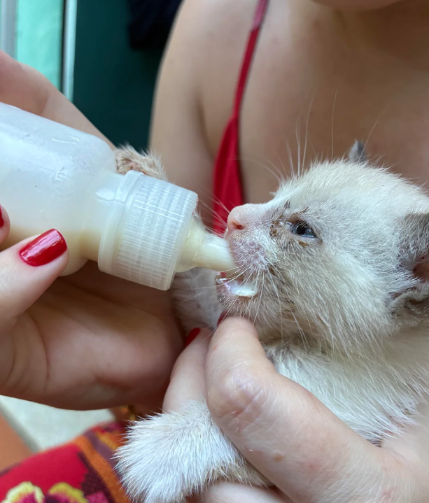 Cheezburger Image 10621563136