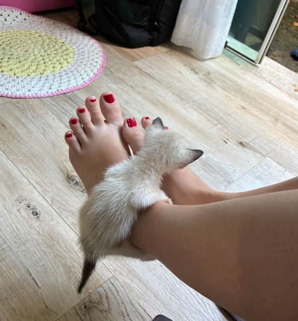 Cheezburger Image 10621563648