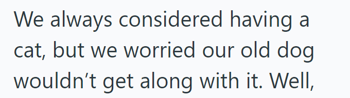 We always considered having a cat, but we worried our old dog wouldn't get along with it. Well,