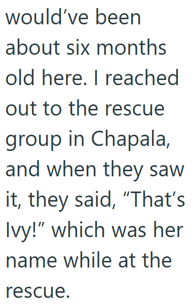 would've been about six months old here. I reached out to the rescue group in Chapala, and when they saw it, they said, "That's Ivy!" which was her name while at the rescue.