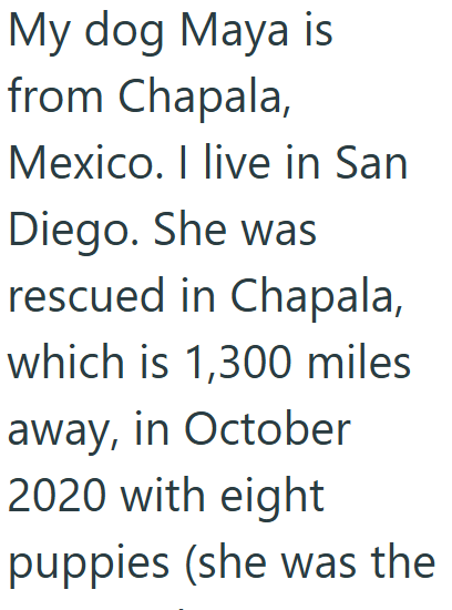 My dog Maya is from Chapala, Mexico. I live in San Diego. She was rescued in Chapala, which is 1,300 miles away, in October 2020 with eight puppies (she was the