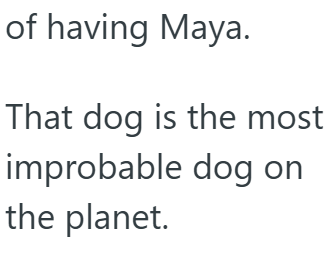 of having Maya. That dog is the most improbable dog on the planet.