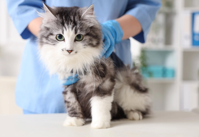 Cheezburger Image 10621574656