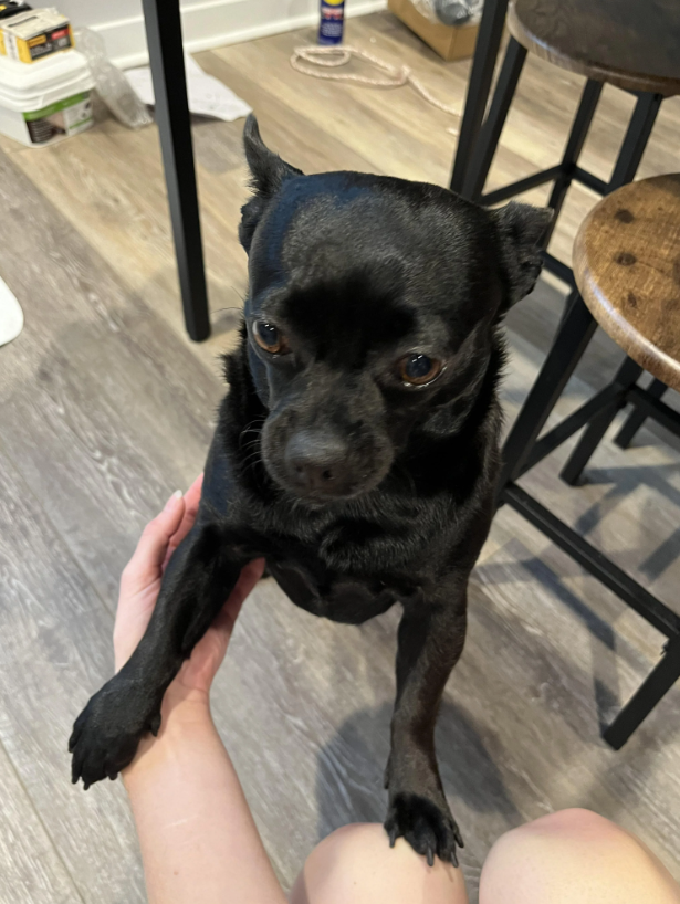 Cheezburger Image 10621578240
