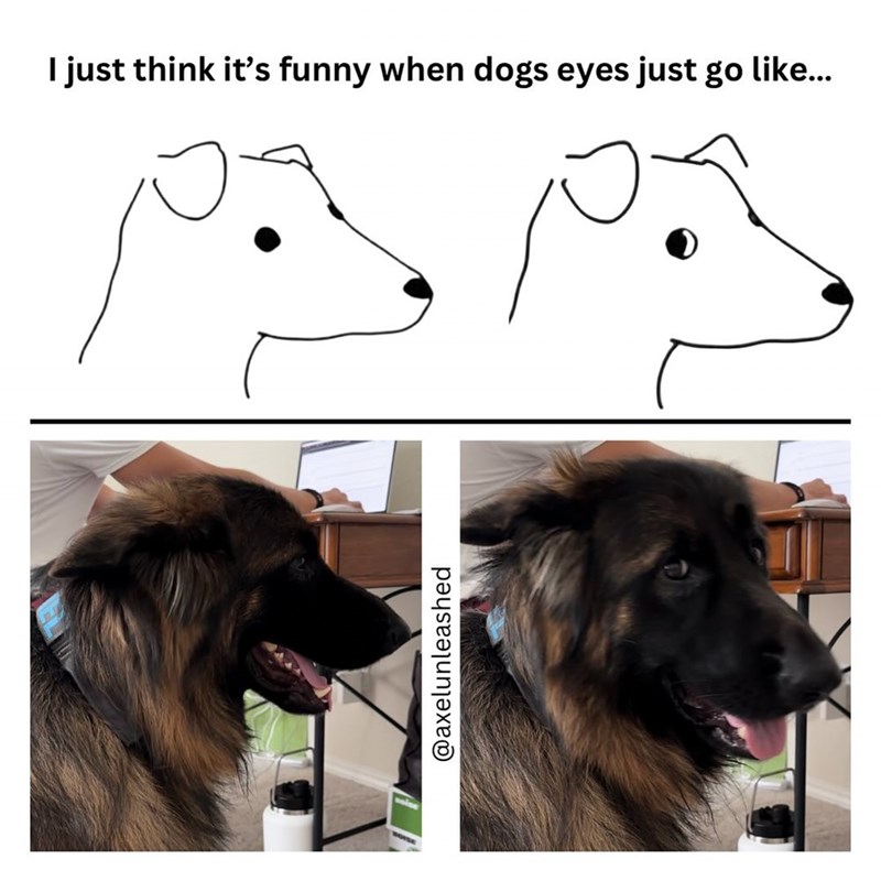 @axelunleashed I just think it's funny when dogs eyes just go like...