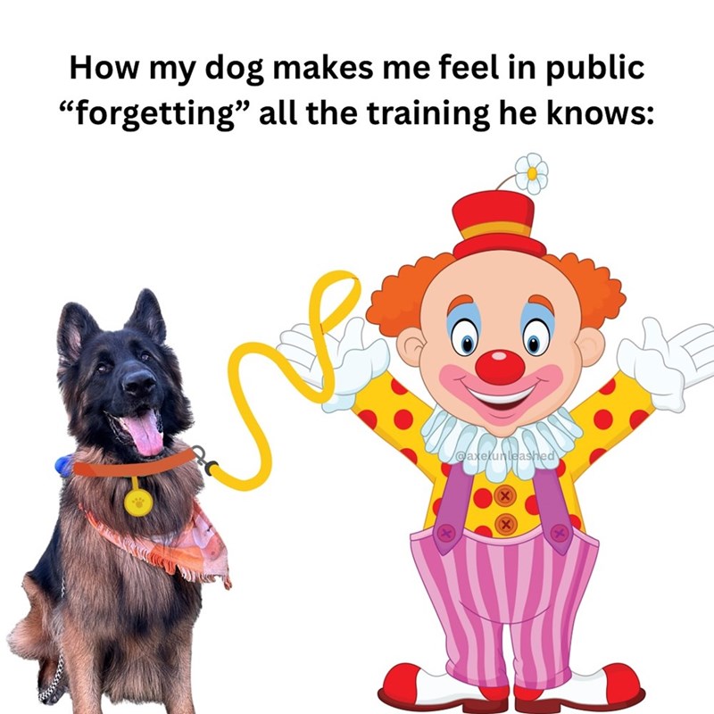 How my dog makes me feel in public "forgetting" all the training he knows: @axelunleashed (X