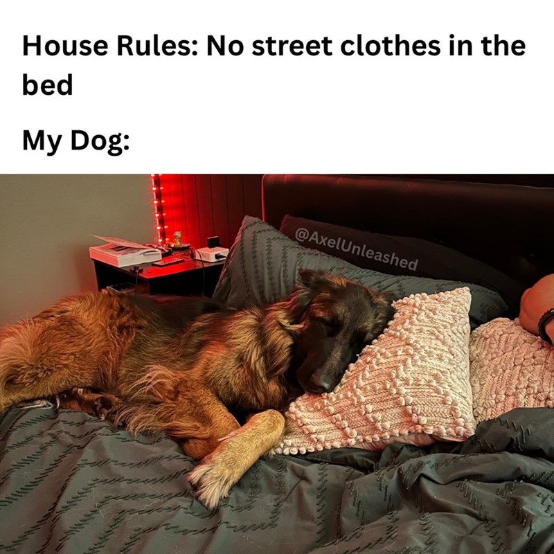 House Rules: No street clothes in the bed My Dog: @AxelUnleashed