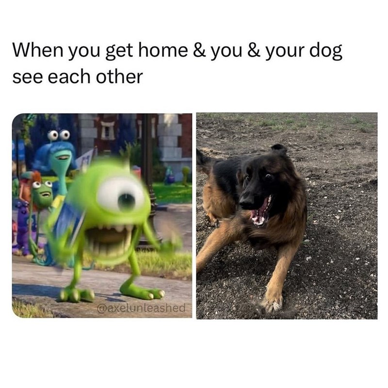 When you get home & you & your dog see each other @axelunleashed