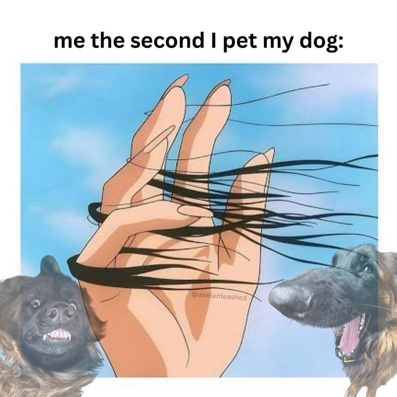 me the second I pet my dog: @axelunleashed