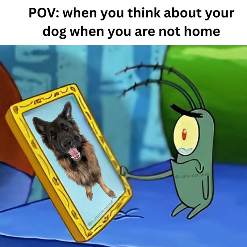 POV: when you think about your dog when you are not home PL @axelunleashed @axelunleashed