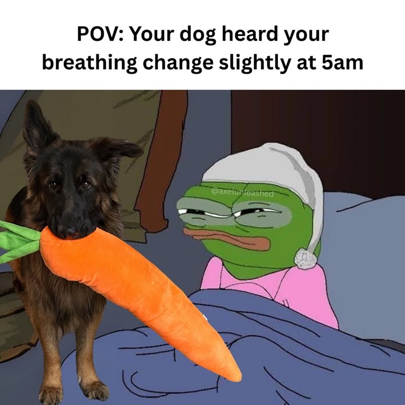 POV: Your dog heard your breathing change slightly at 5am @axelunleashed