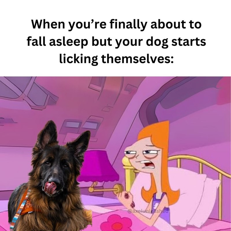 When you're finally about to fall asleep but your dog starts licking themselves: @axelunleashed