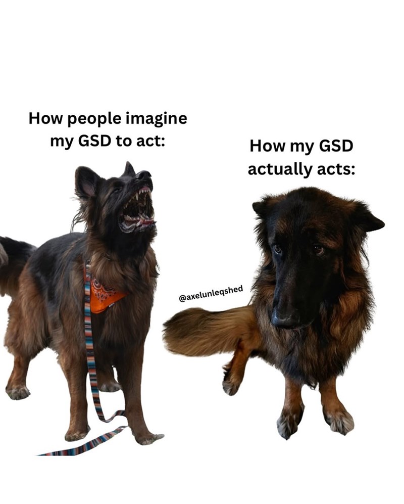 How people imagine my GSD to act: How my GSD actually acts: @axelunleqshed
